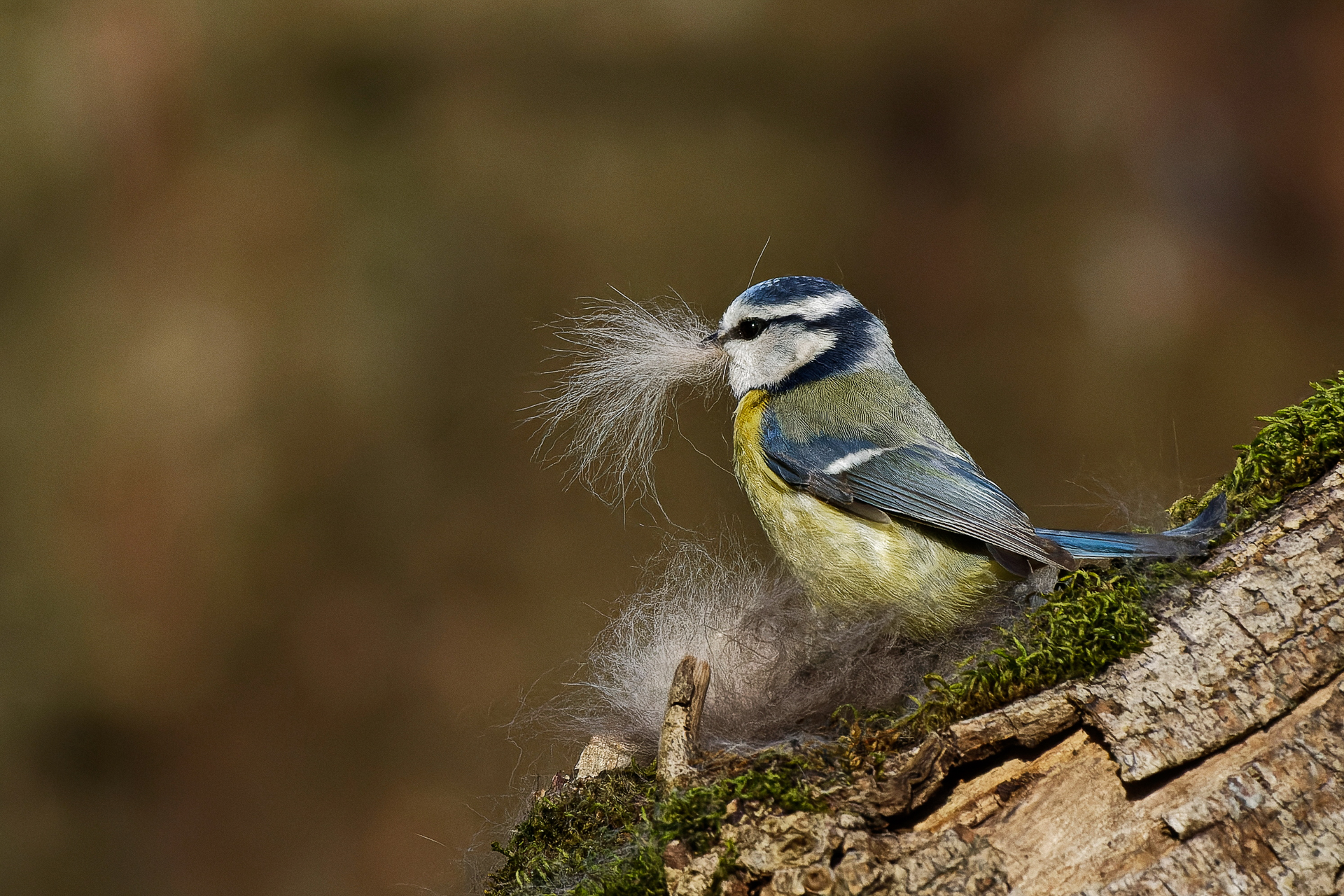Aménagement du nid d'une mésange bleue